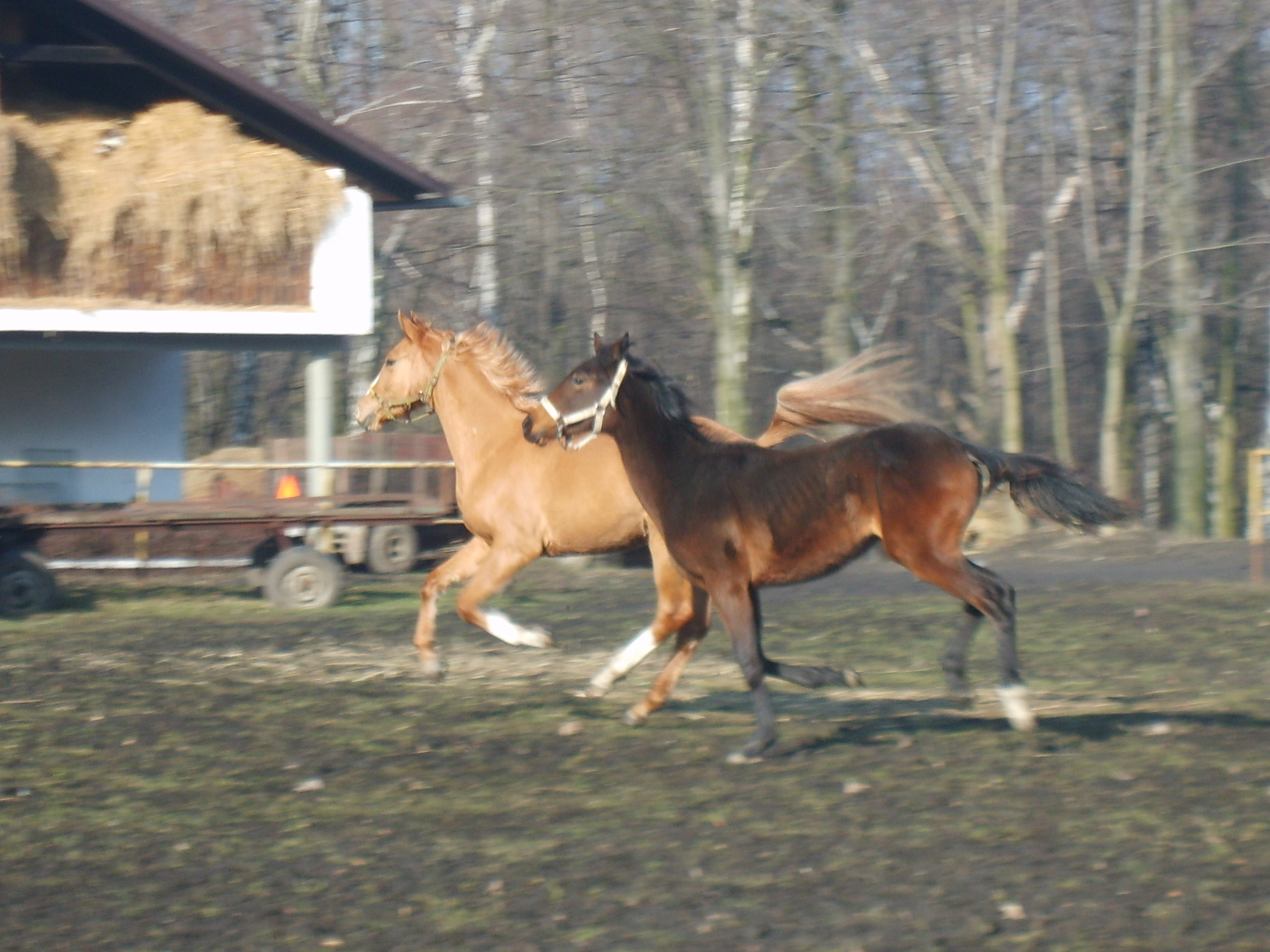 Lanci s Cilkou