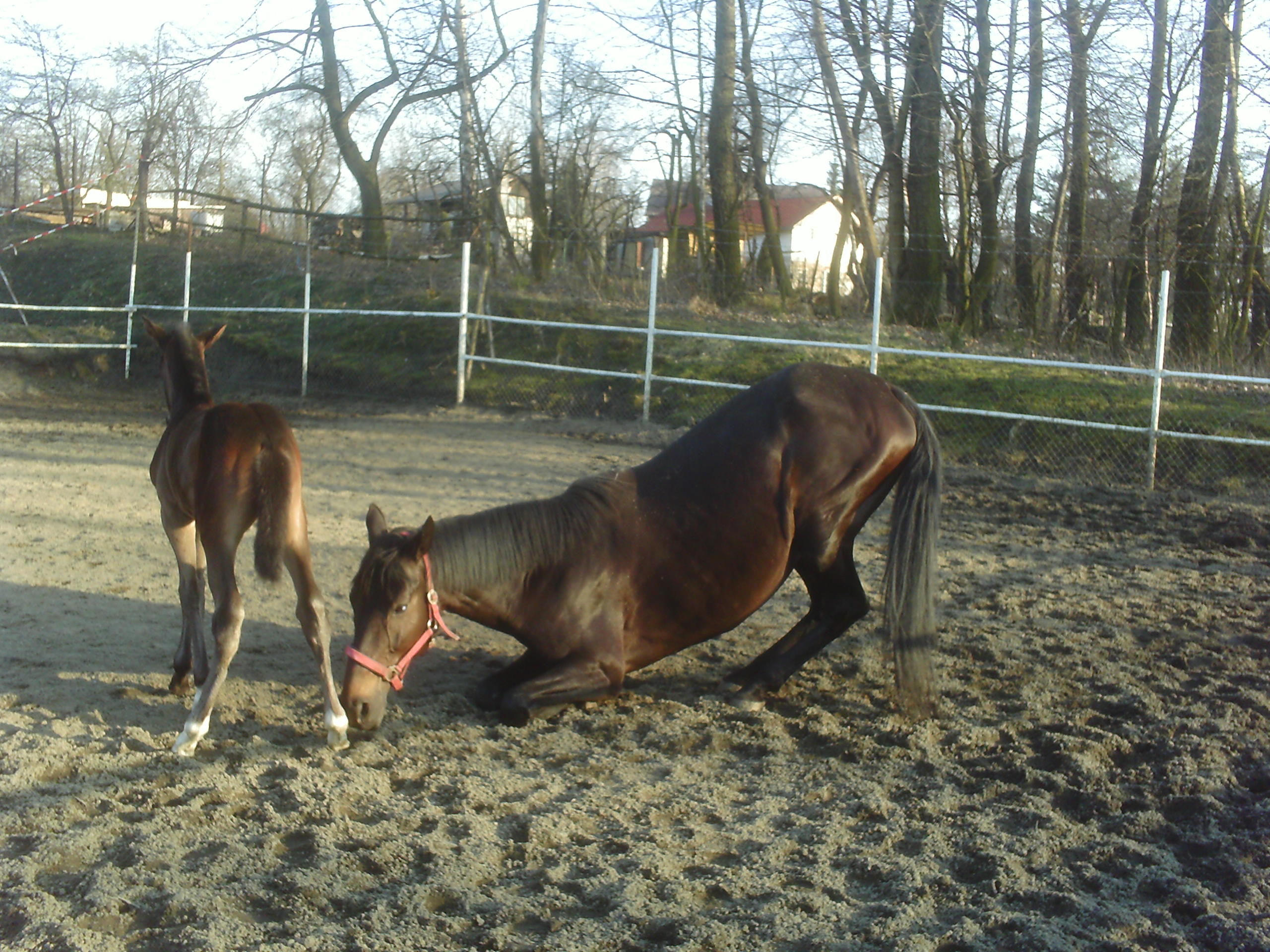 Dery a hříbě