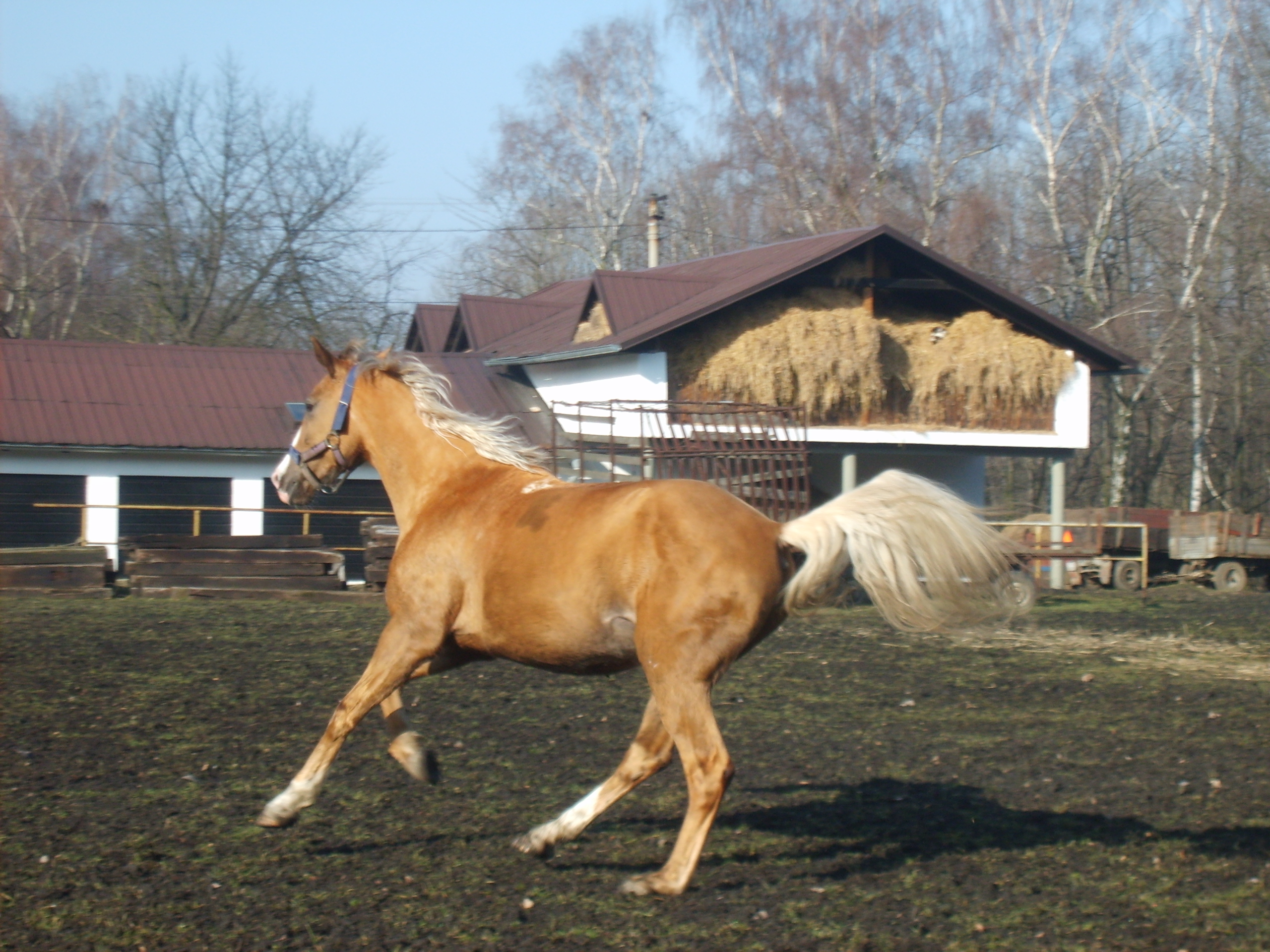 Cleuška